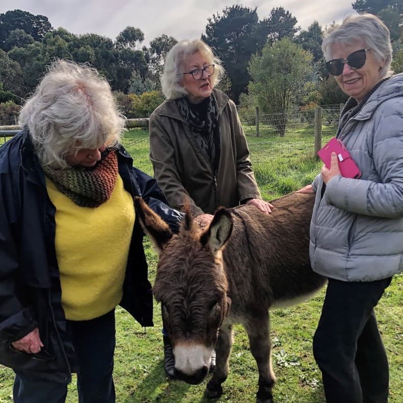 donkey love healing farm